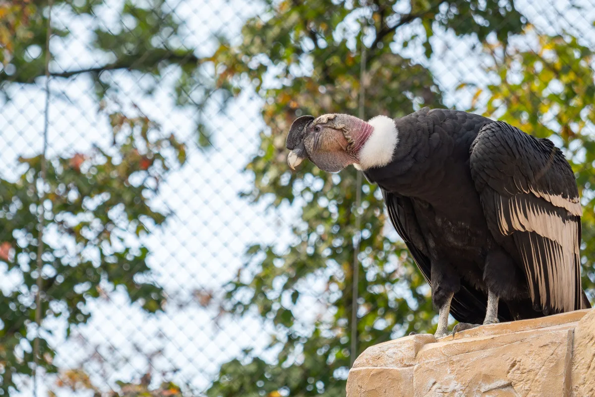 Největší dravci světa v olomoucké zoo. Kondoři mají novou voliéru