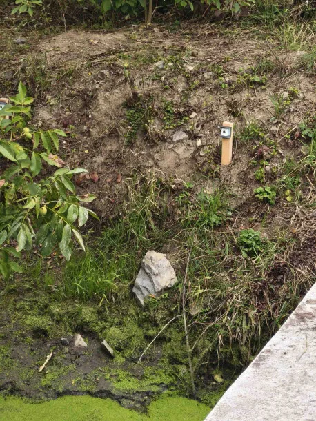 Olomouc trápí dvě rodiny bobrů na Nemilance. Pomoci by mohly pachové ohradníky