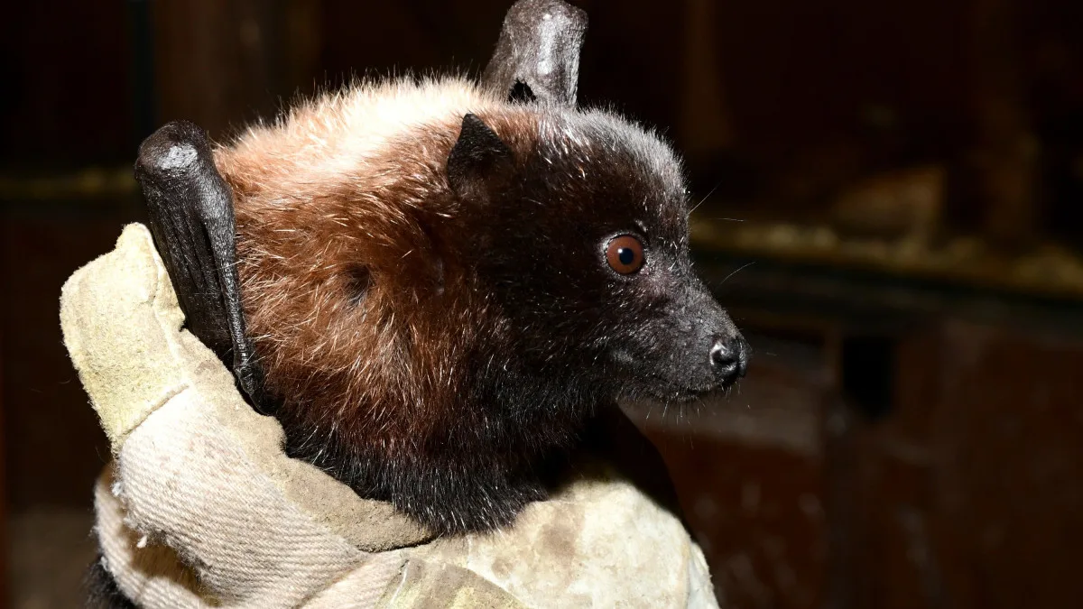 Pětadvacet vzácných kaloňů z olomoucké zoo odcestovalo do Amsterdamu a Curychu