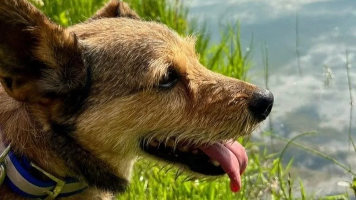 Beník