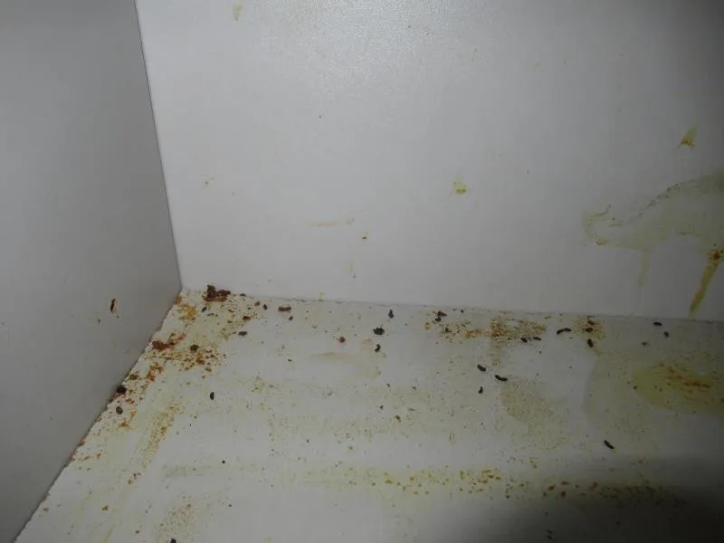 Myši, trus, špína a zbytky na podlaze. Inspekce zavřela rychlé občerstvení v Přerově