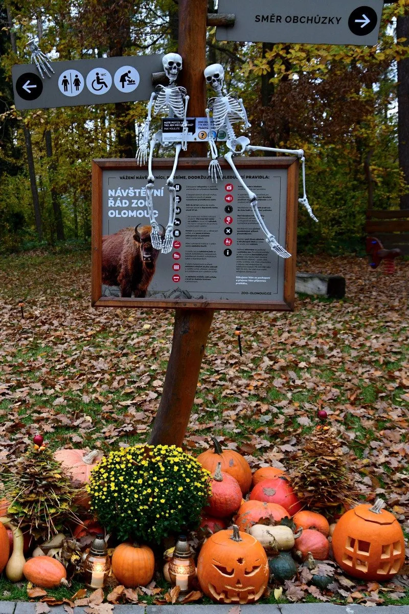 FOTOGALERIE: Strašidelné zoo praskalo ve švech, dnes je na programu světelná show