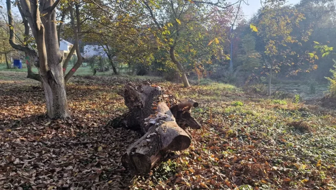Droždín