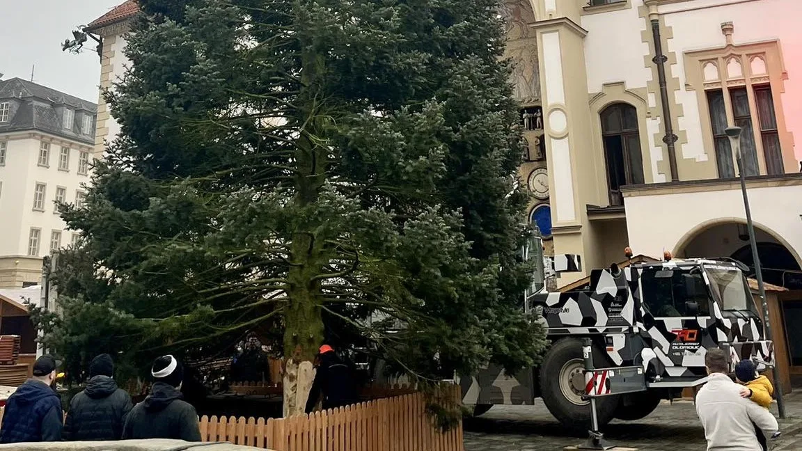 Padesátiletá jedle pro Olomouc: vánoční strom čeká k orloji dlouhá cesta