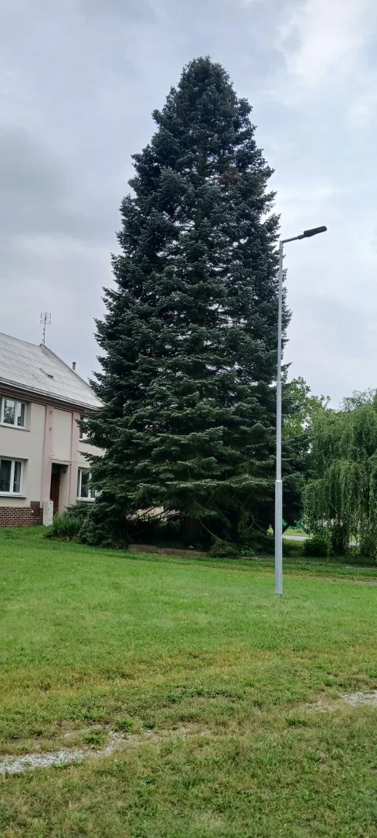 Padesátiletá jedle pro Olomouc: vánoční strom čeká k orloji dlouhá cesta