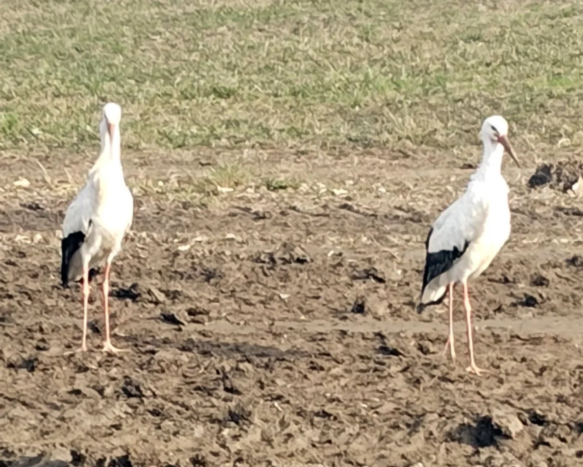 Čapí zima na Hané. Záchranná stanice pomáhá ptačím opozdilcům