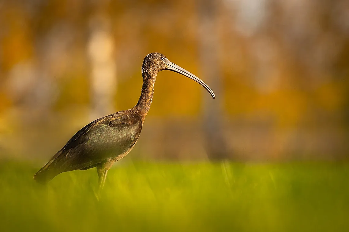 foto Robert Adamec 2