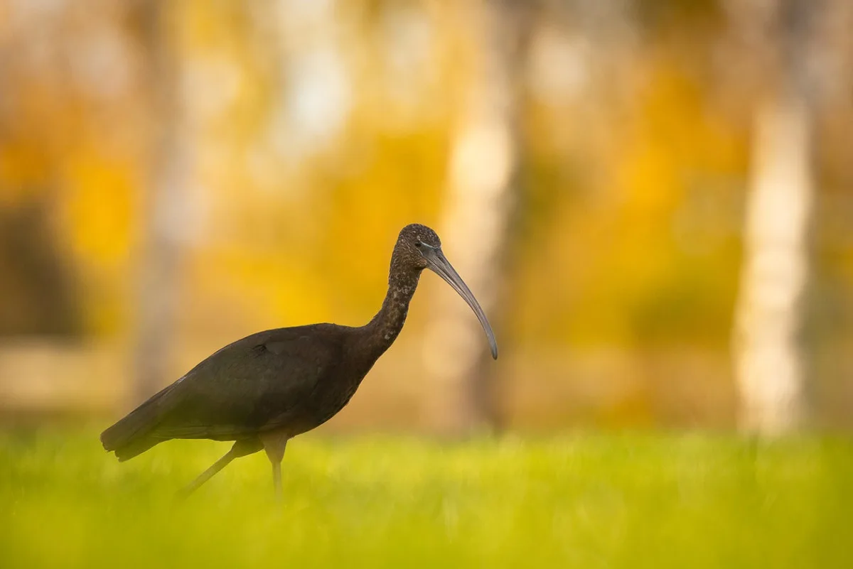 foto Robert Adamec 1
