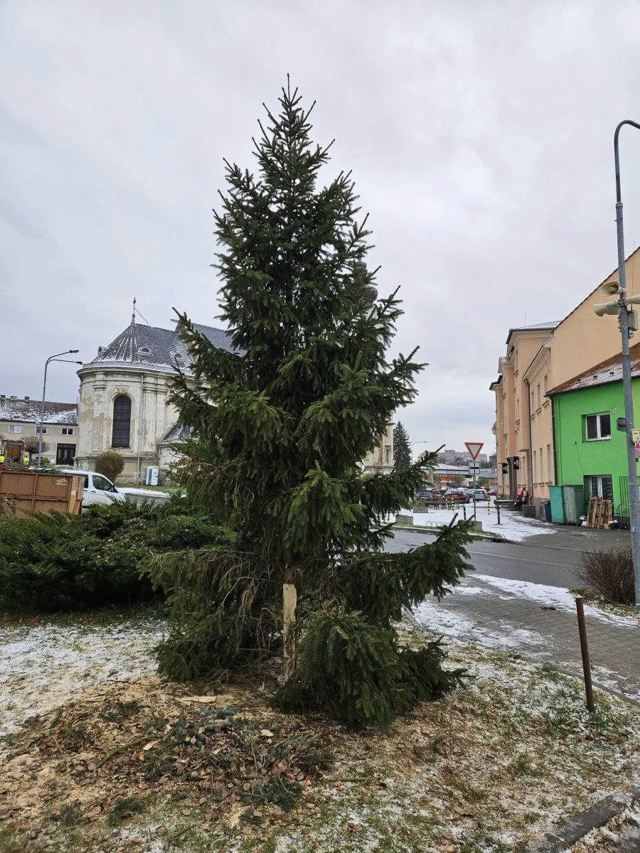 Zbláznili jste se, Tršice se děsily nebezpečného vánočního stromu. Starosta akci stopl