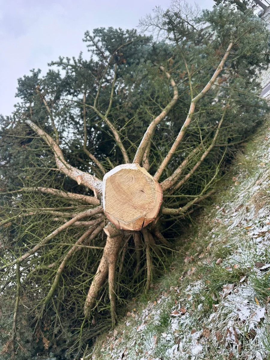 Zbláznili jste se, Tršice se děsily nebezpečného vánočního stromu. Starosta akci stopl