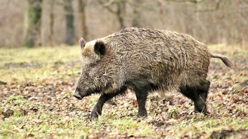 Jako v Hoří, má panenko. V Radslavicích zloděj ukradl zvěřinu z tomboly na plese
