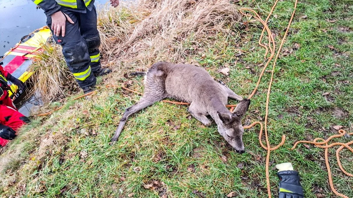 Hasiči zachránili srnku uvězněnou na rybníku v Jeseníku. Zásah komplikoval tenký led