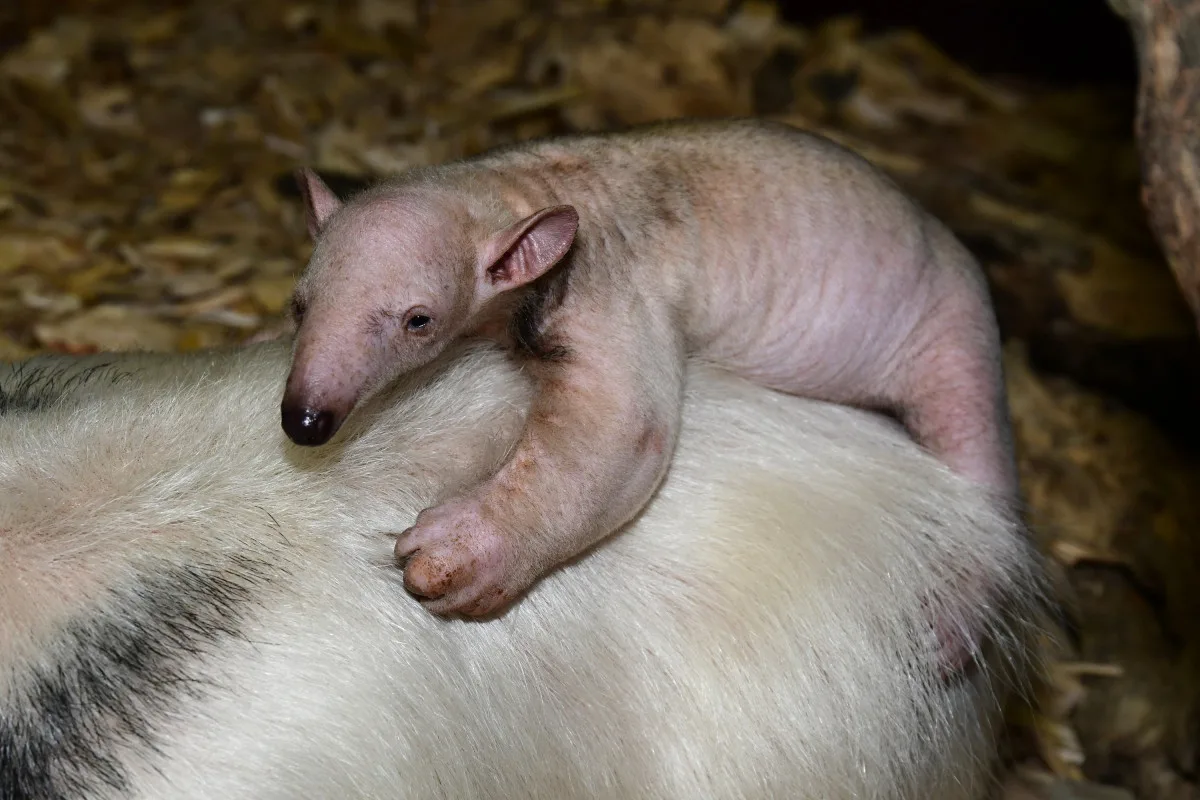 Poslední mládě roku 2025 v olomoucké zoo. Denně spořádá tisíce mravenců