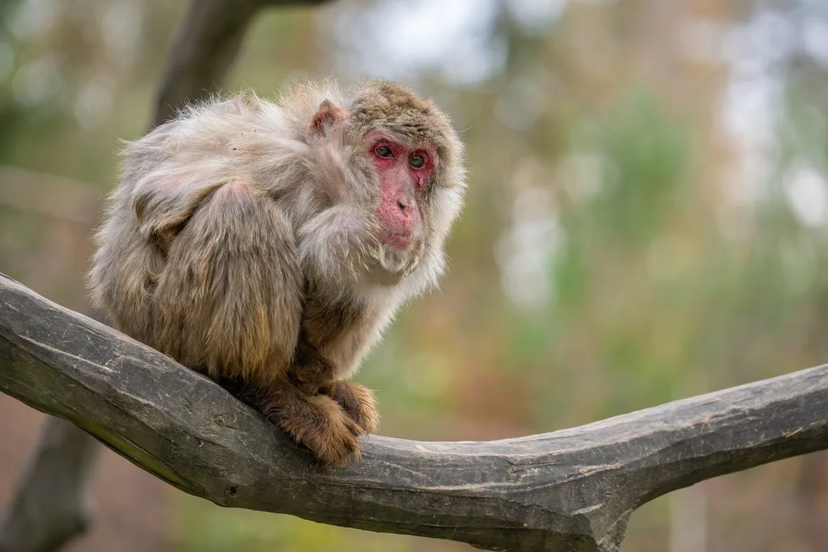 Smutná zpráva z olomoucké zoo. Zahynula opice Babča