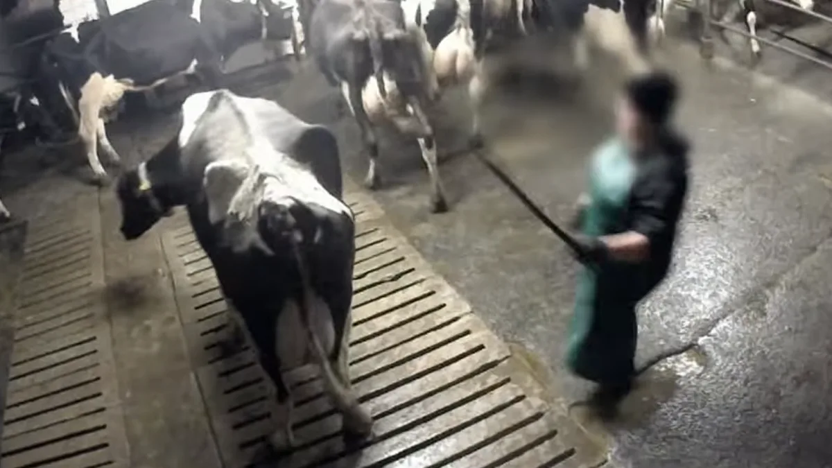 Krávy mlácené do obličeje, odvlečená telata, nemohoucí zvířata. Otřesné záběry z farem na střední Moravě