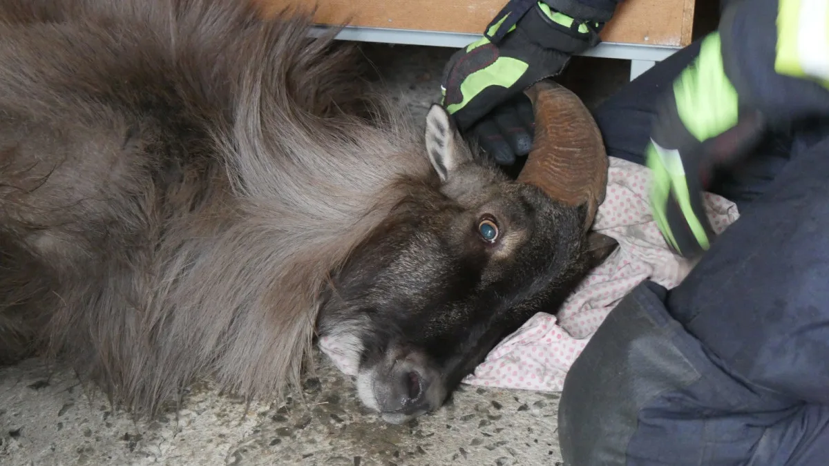 Zaběhnutá exotická koza se týdny toulala po horách. Hasiči ji odchytili až u sklepa v Jeseníku