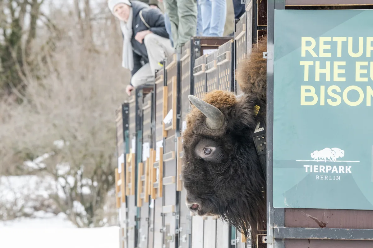 Tři zubří samice z olomoucké zoo podpoří na Kavkaze návrat tohoto druhu do volné přírody