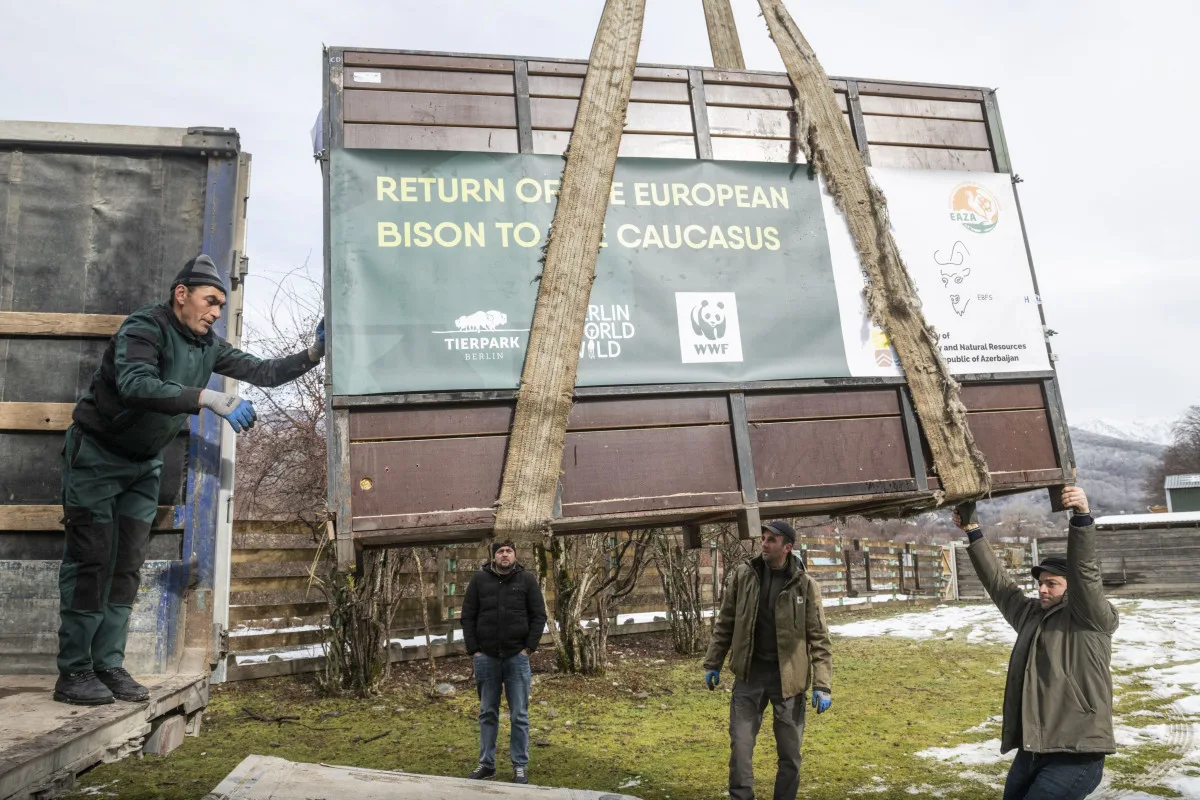 Tři zubří samice z olomoucké zoo podpoří na Kavkaze návrat tohoto druhu do volné přírody