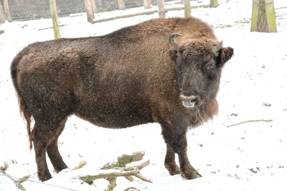 Tři zubří samice z olomoucké zoo podpoří na Kavkaze návrat tohoto druhu do volné přírody
