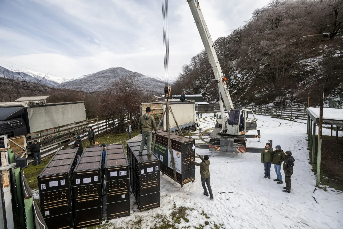 Tři zubří samice z olomoucké zoo podpoří na Kavkaze návrat tohoto druhu do volné přírody