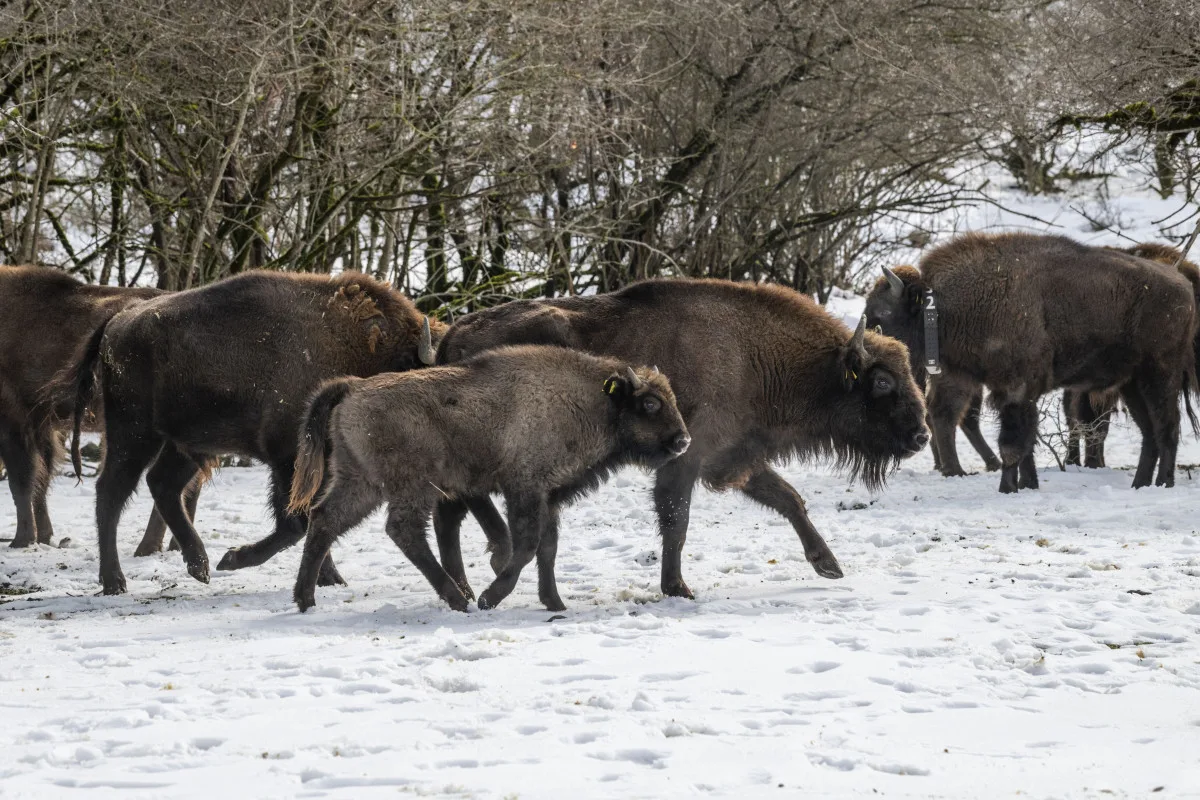 Tři zubří samice z olomoucké zoo podpoří na Kavkaze návrat tohoto druhu do volné přírody
