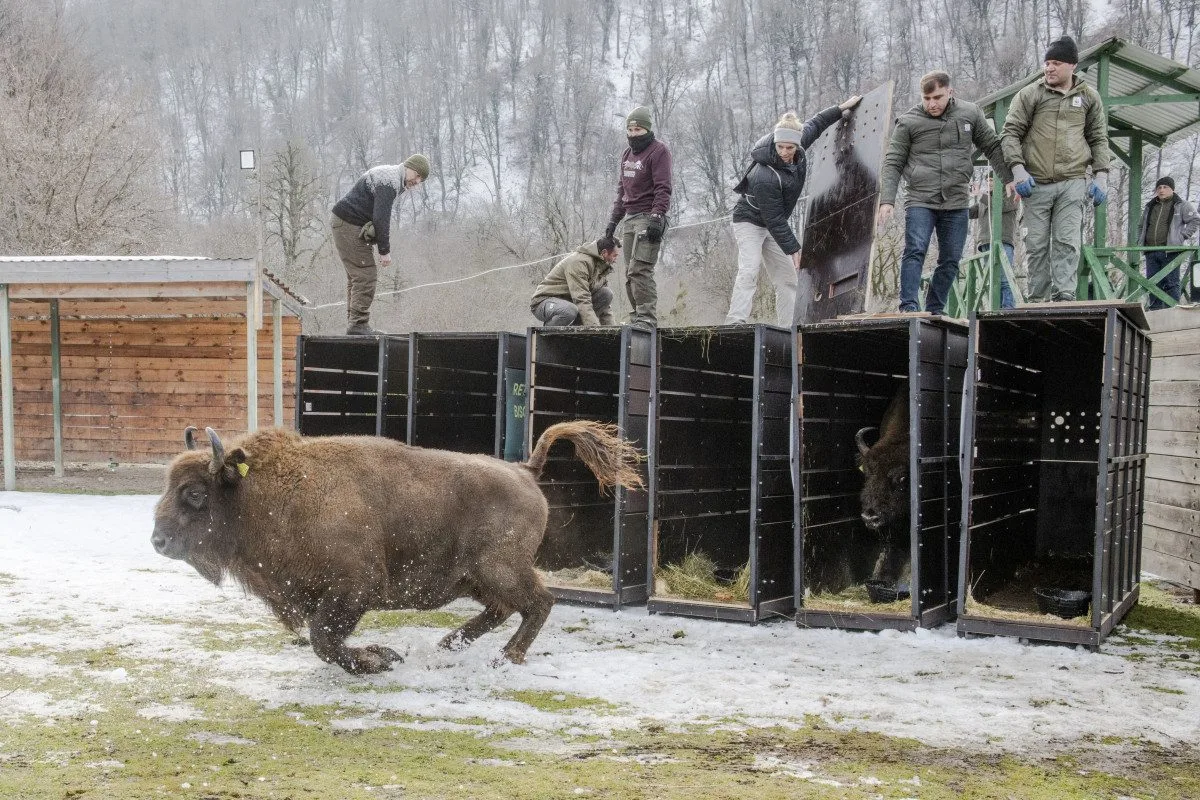 Tři zubří samice z olomoucké zoo podpoří na Kavkaze návrat tohoto druhu do volné přírody