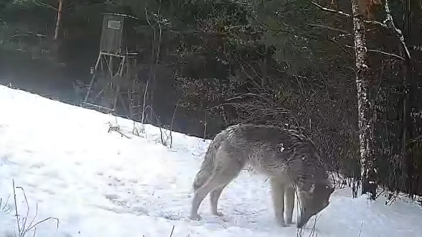 VIDEO: Vlci v okolí Zábřehu. K panice není žádný důvod, buďte však obezřetní, vyzývá radnice