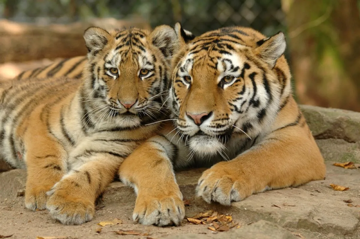 Zoo Olomouc od března zdraží vstupné o 20 korun. Zvýhodní však rodiny s dětmi