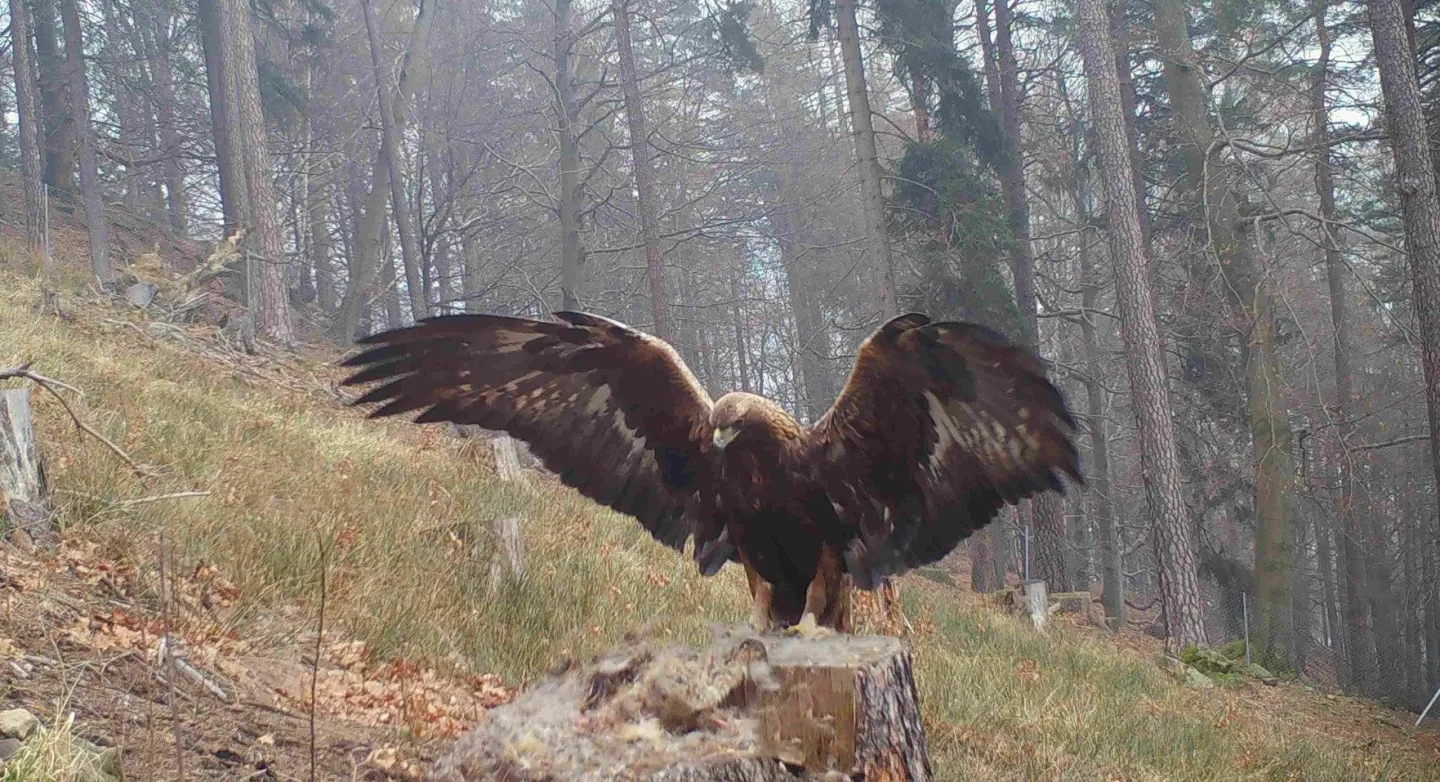 Snímek z fotopasti