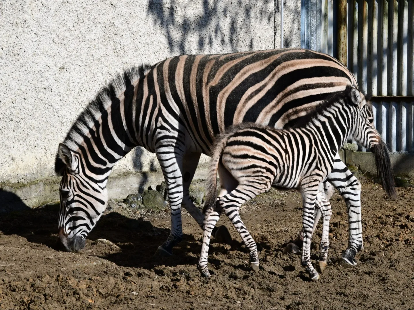 Devět let čekání je u konce. Olomoucká zoo má nové zebří mládě