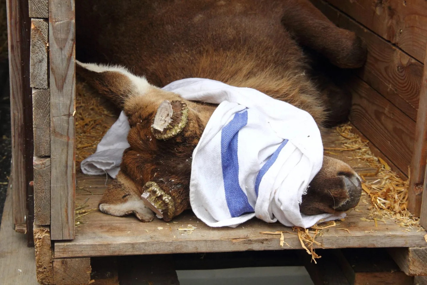 Parohy musely pryč. Jelen sika ze zoo Hluboká míří za novým stádem do Olomouce