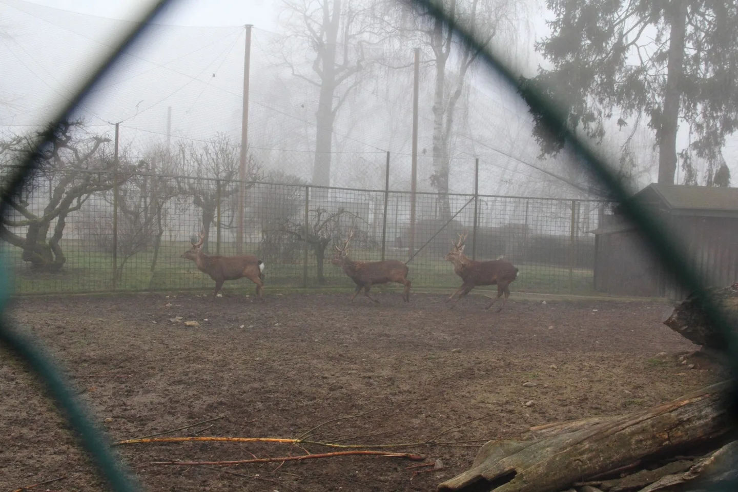 Parohy musely pryč. Jelen sika ze zoo Hluboká míří za novým stádem do Olomouce