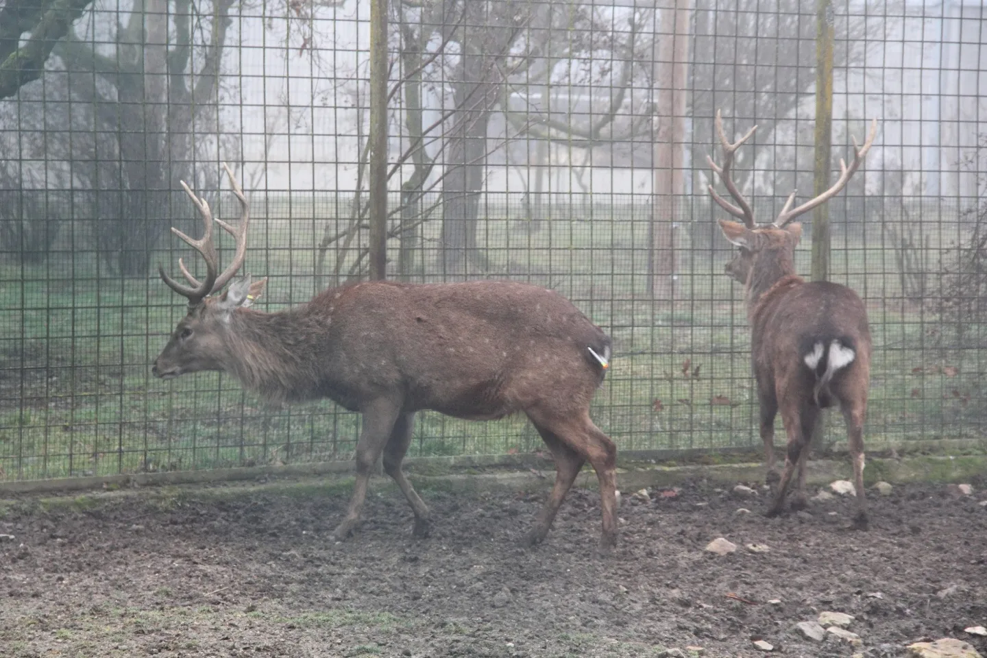 Parohy musely pryč. Jelen sika ze zoo Hluboká míří za novým stádem do Olomouce