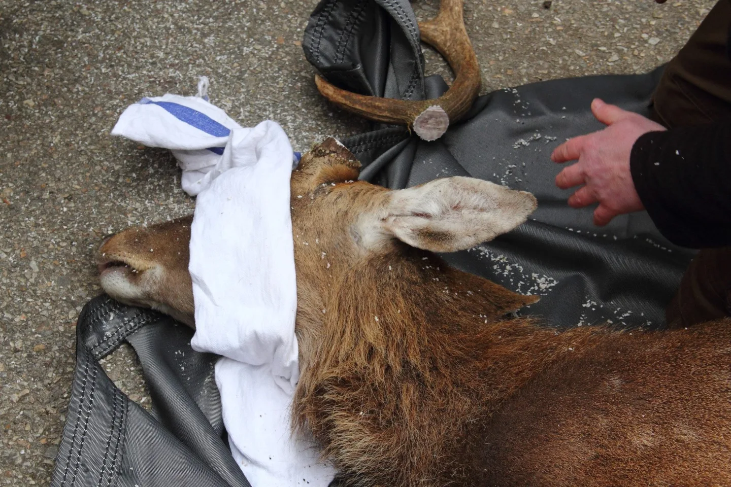 Parohy musely pryč. Jelen sika ze zoo Hluboká míří za novým stádem do Olomouce