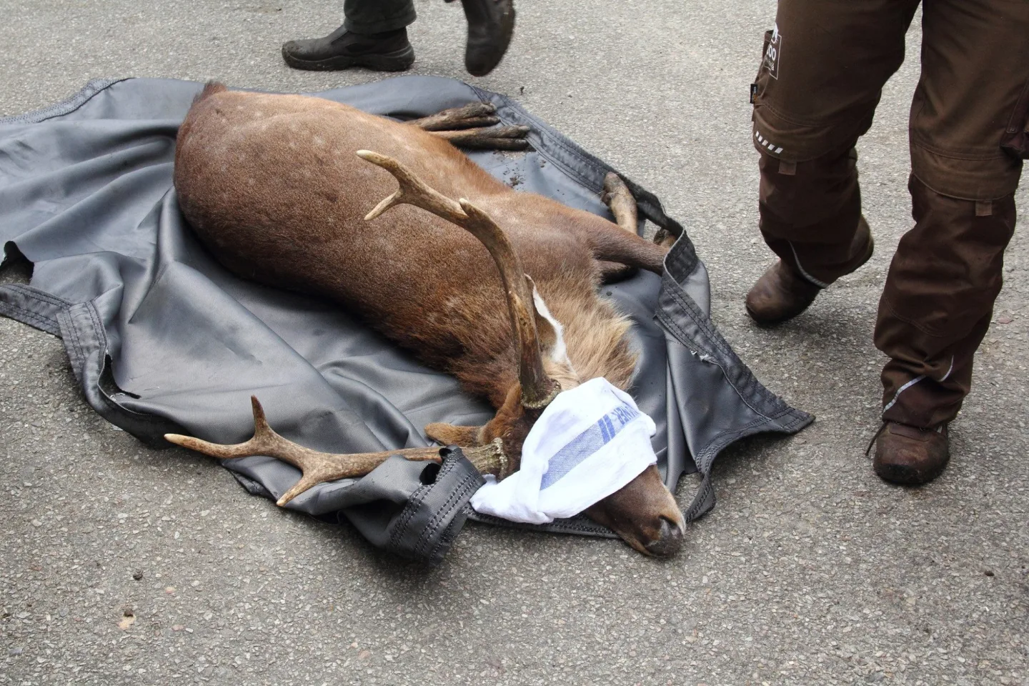 Parohy musely pryč. Jelen sika ze zoo Hluboká míří za novým stádem do Olomouce