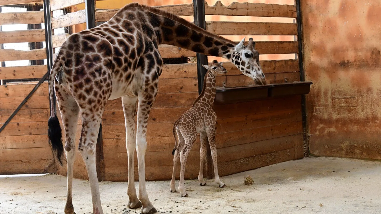 Porod z výšky dvou metrů. V zoo na Svatém Kopečku se narodila žirafí holčička Sisi