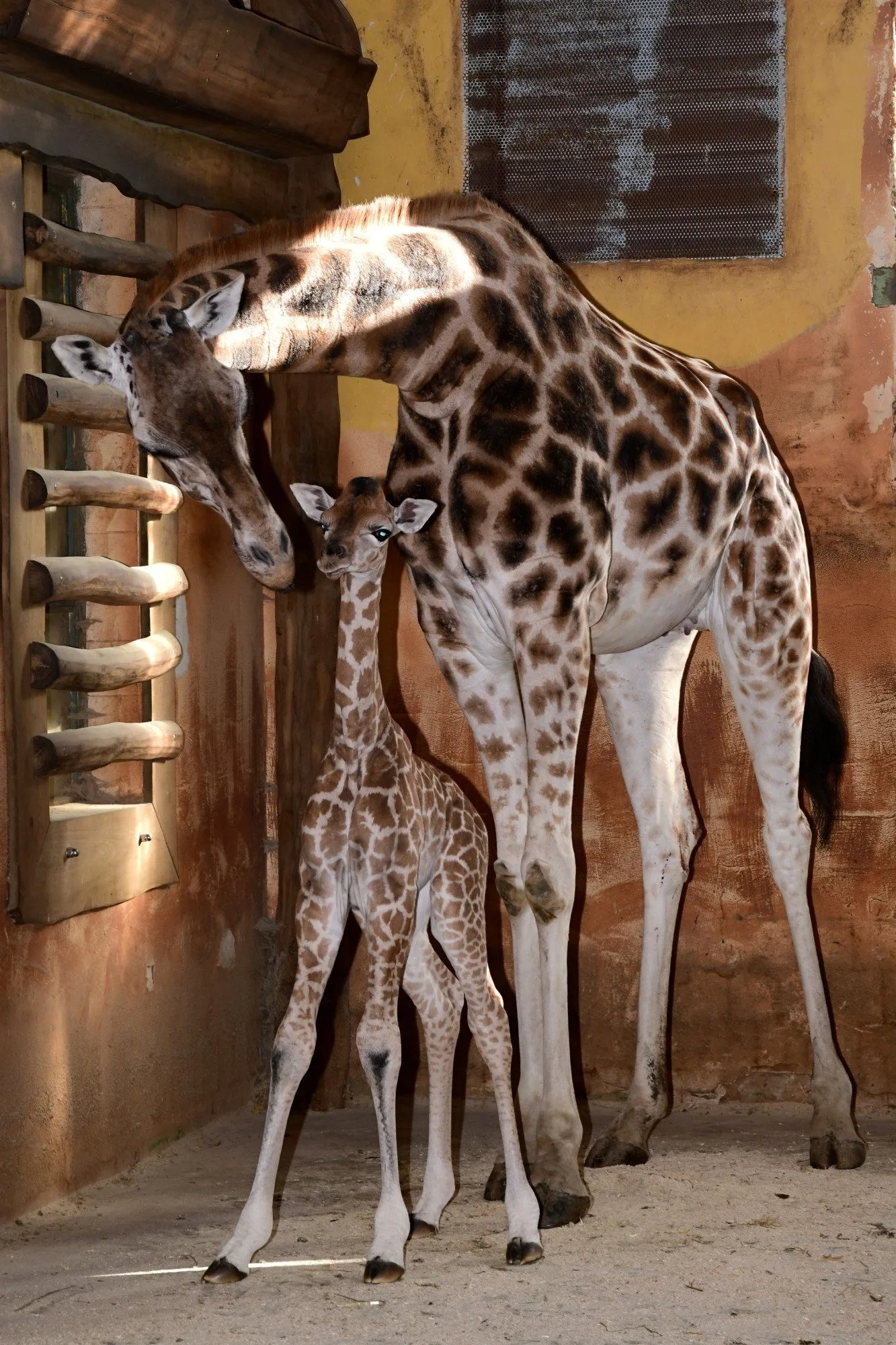 Porod z výšky dvou metrů. V zoo na Svatém Kopečku se narodila žirafí holčička Sisi