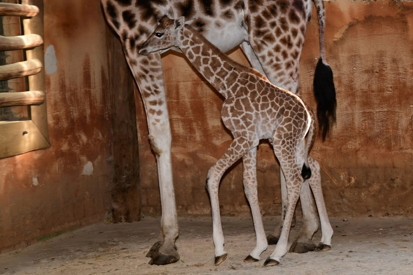 Porod z výšky dvou metrů. V zoo na Svatém Kopečku se narodila žirafí holčička Sisi