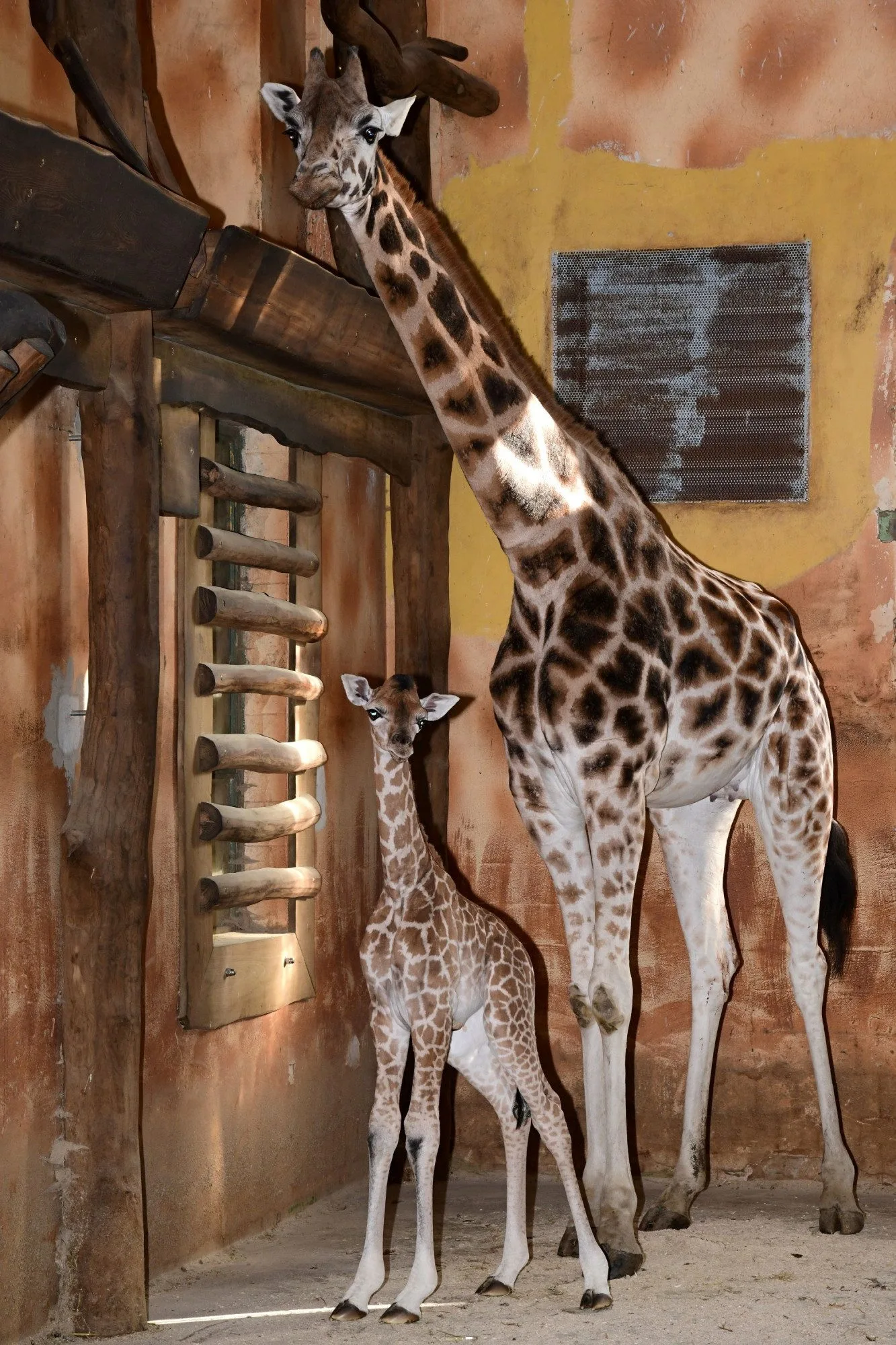 Porod z výšky dvou metrů. V zoo na Svatém Kopečku se narodila žirafí holčička Sisi