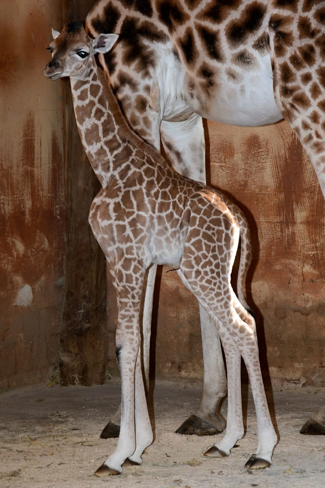 Porod z výšky dvou metrů. V zoo na Svatém Kopečku se narodila žirafí holčička Sisi