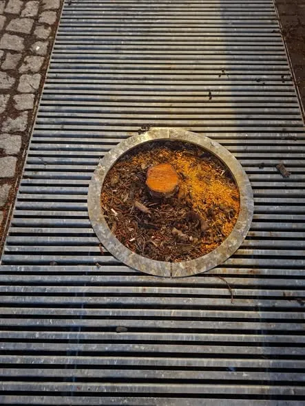 Kácení mladých stromů na náplavce vzbudilo bouři. Měly plíseň, vysadíme nové, tvrdí Olomouc