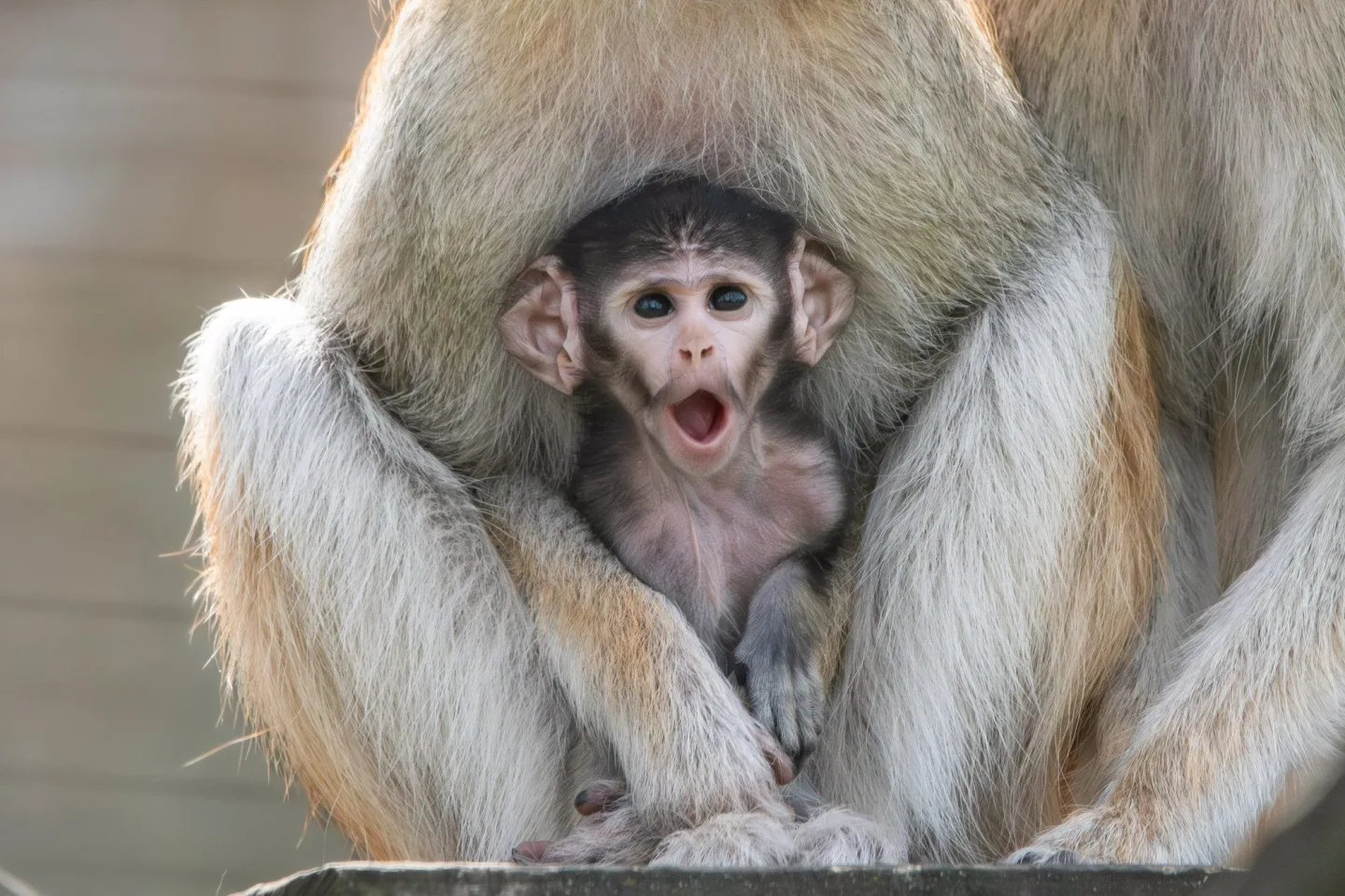 V Zoo Olomouc se narodilo mládě kočkodana. Pomohly i zkušenější samice