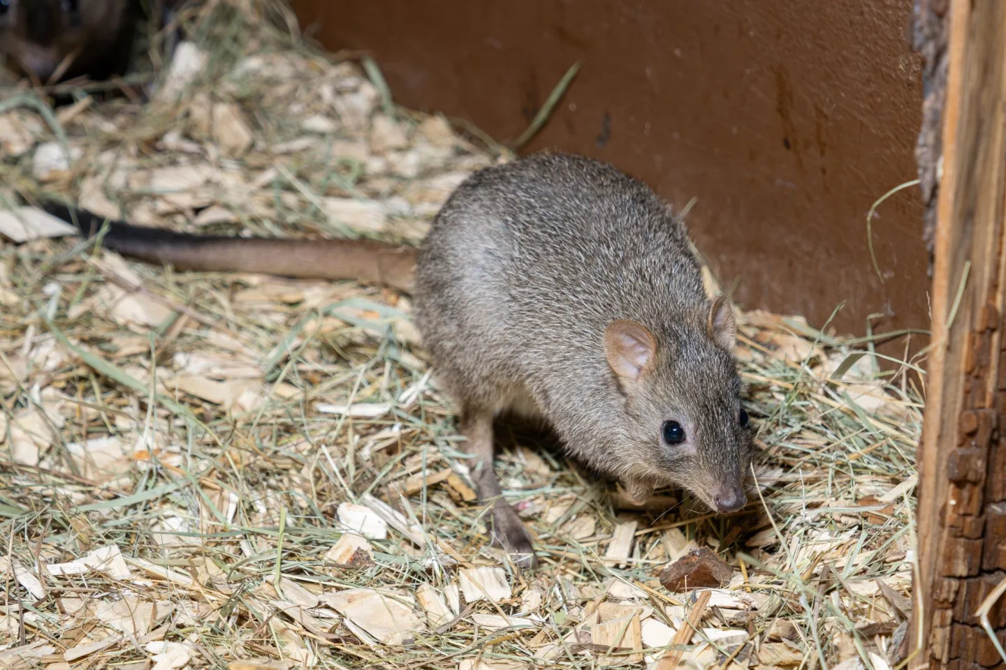 Malí houbaři v olomoucké zoo. Na Svatém kopečku mají nová mláďata klokánků