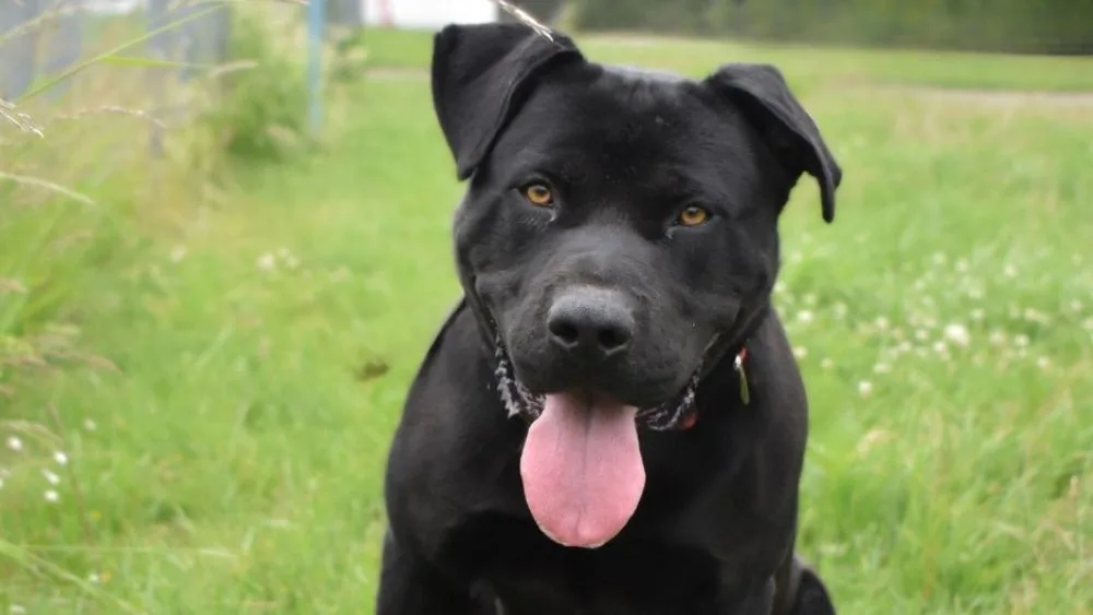HLEDÁME PÁNÍČKA: Zorro, Kira a Brutus z Olomouce čekají. Laskaví pejsci vyhlíží novou šanci