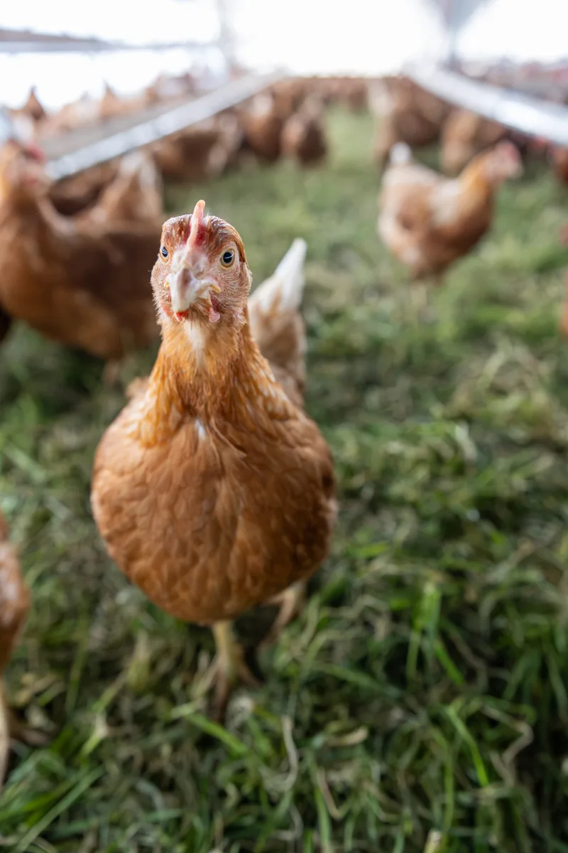 Hlídá klima a sám jezdí po pastvině. Slepice v Dolanech chrání inovativní kurník z Kanady
