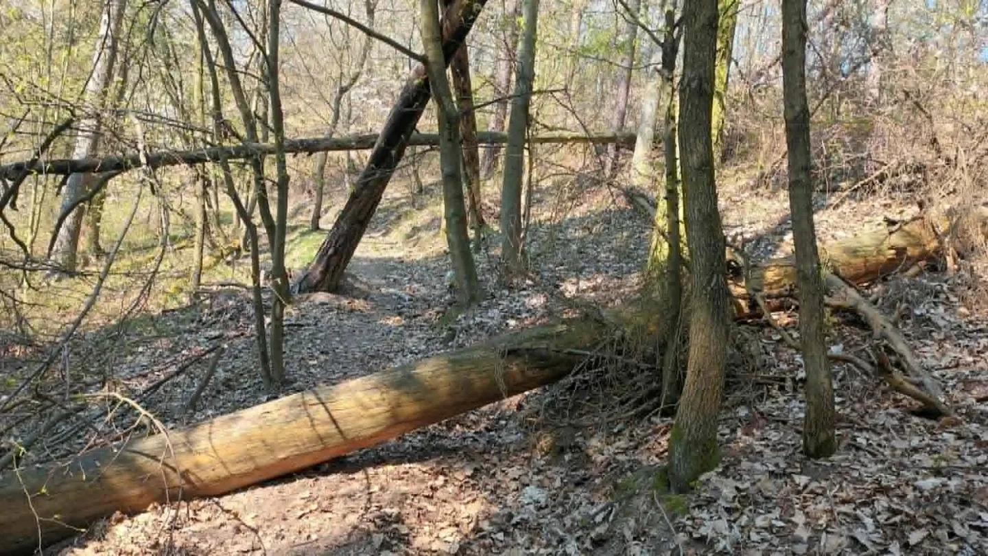 TIP NA VÝLET: Nová turistická stezka u Běleckého mlýna překvapí. Nabízí monumentální sochy i rozhlednu