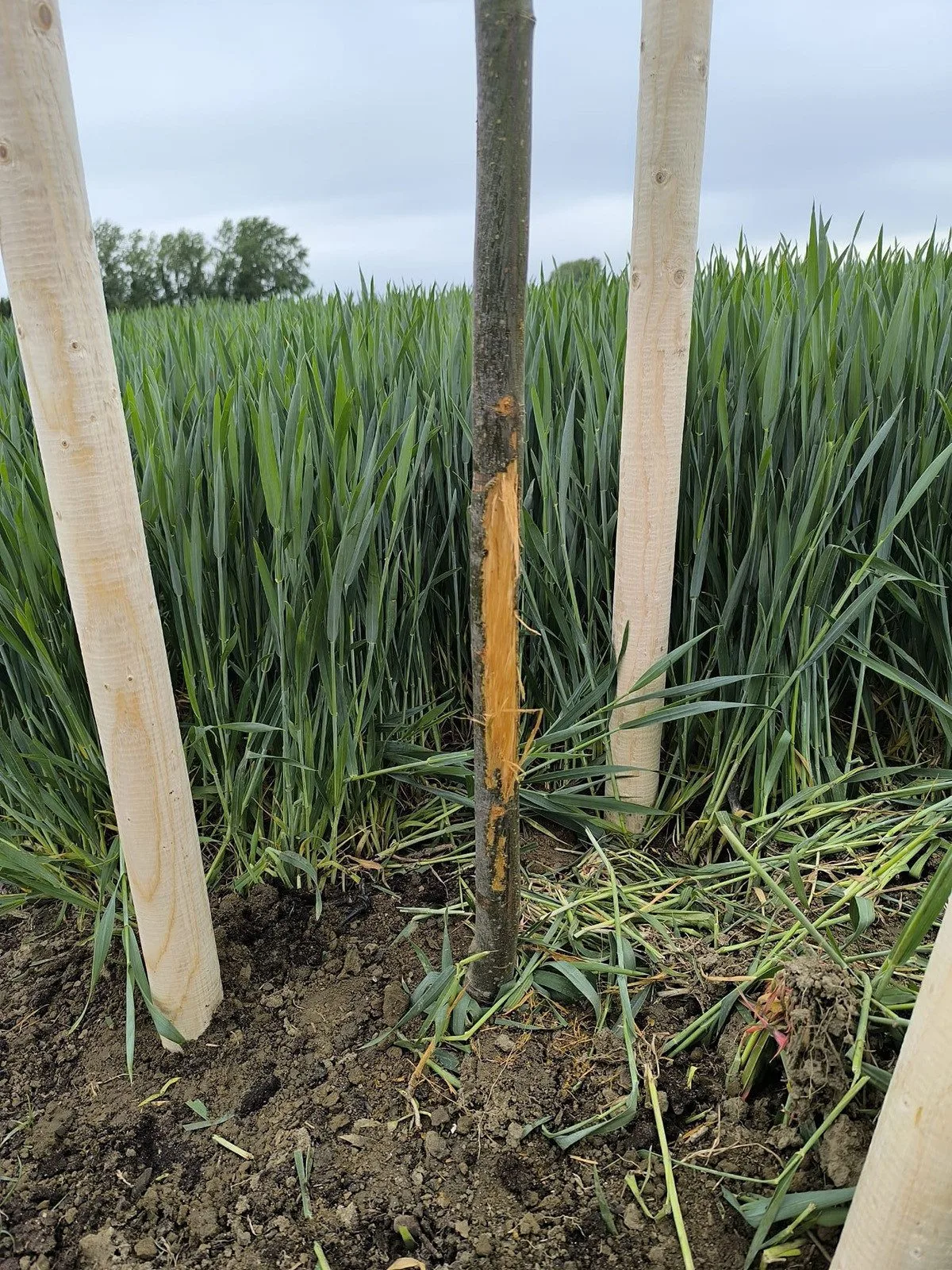Nadávky kvůli novým stromům. Náhradní výsadba kvůli D1 u Přerova rozlítila zemědělce