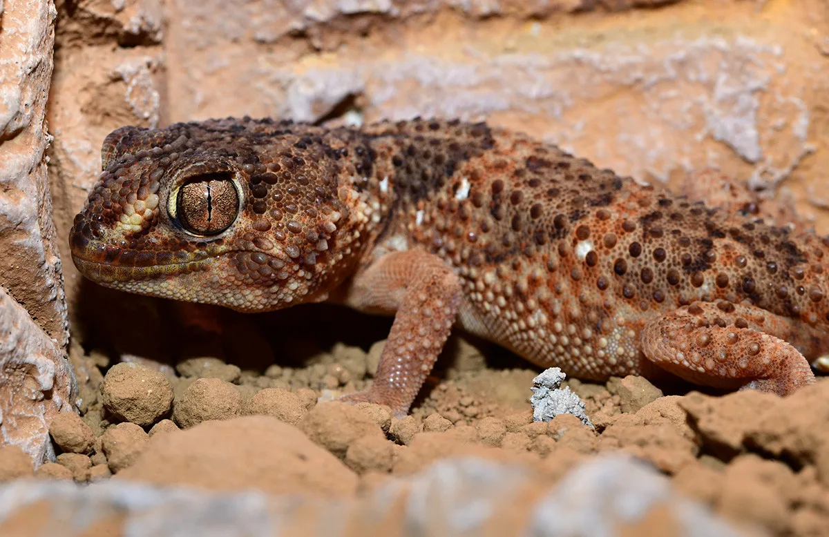 Exotičtí kobříci i gekon. Zoo Olomouc obnovila terária pro vzácné druhy