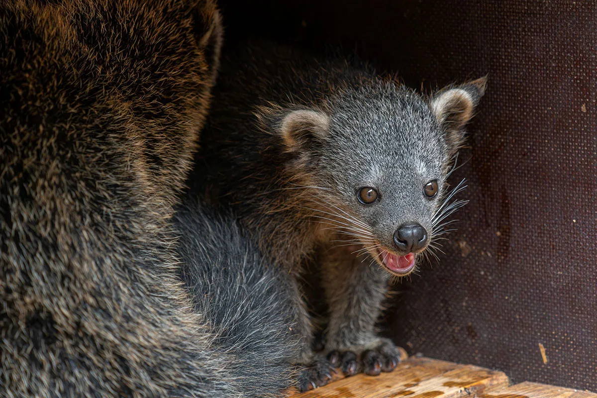 Medvědokočky si užívají jarní slunce. V Zoo Olomouc se radují z mláděte binturonga
