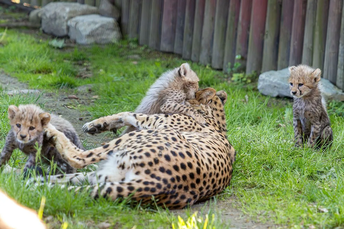 Huňatá geparďata v Zoo Olomouc poprvé dovádí venku. Kdy se ukáží návštěvníkům?